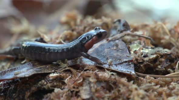 shots of north carolina native salamanders