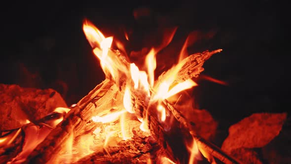 Beautiful Bonfire at Night in the Forest