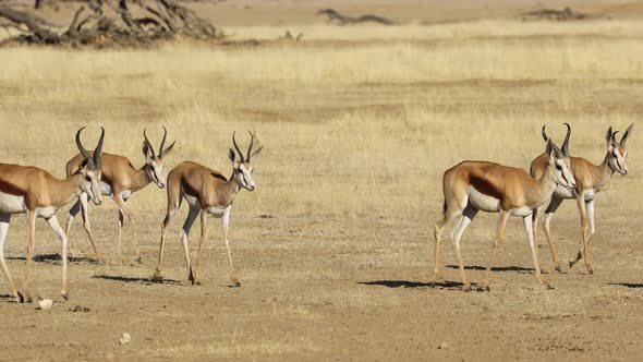 Springbok Antelopes Walking In Line - Kalahari Desert