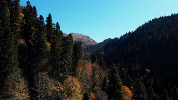 Stunning Aerial View on the Wooded Area of Caucasian Mountain Range in Fall Season