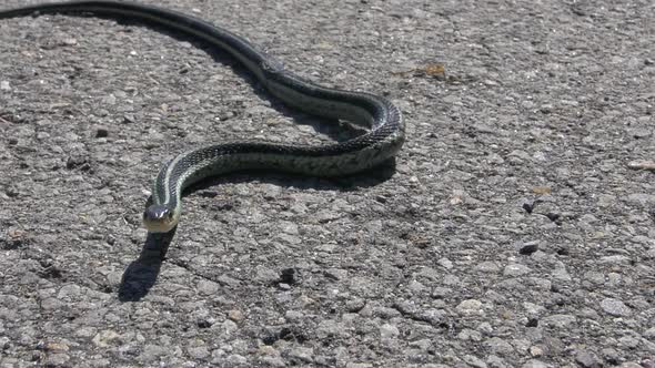 Menacing snake crawling towards you on concrete in slowmotion.