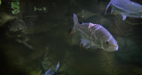 Hydrocynus Goliath Also Known As the Goliath Tigerfish Giant Tigerfish or Mbenga