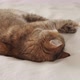 The Cat Lies on Its Back and Turns to the Camera - VideoHive Item for Sale