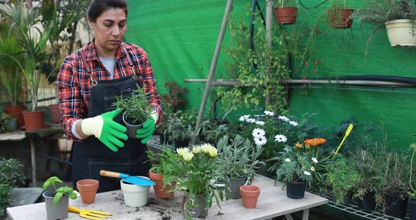 Latin woman working inside greenhouse garden - Nursery and spring concept