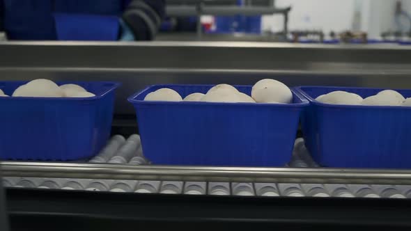 Mushroom Factory of Packaging with Fresh Champignons Moving Along Conveyor Worker is Working Spbd