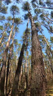 Vertical Video of the Forest Landscape Slow Motion