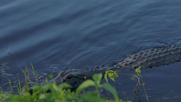 american alligator glides into swamp's edge looking for prey