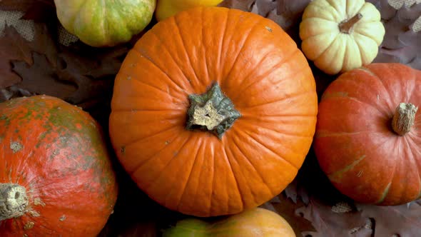 Pumpkins of Different Colors and Sizes