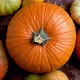 Pumpkins of Different Colors and Sizes - VideoHive Item for Sale