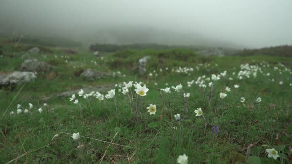 white Pulsatilla flowers shacking from wind in slow motion in moutanis