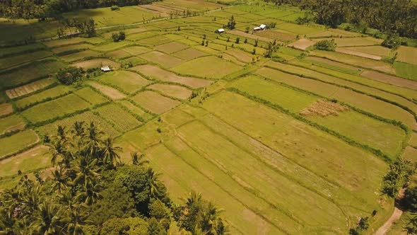 Terrace Rice Fields BaliIndonesia