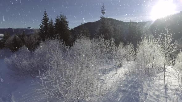 Frozen Winter Forest Deeply Covered with Snow Under the Sunlight