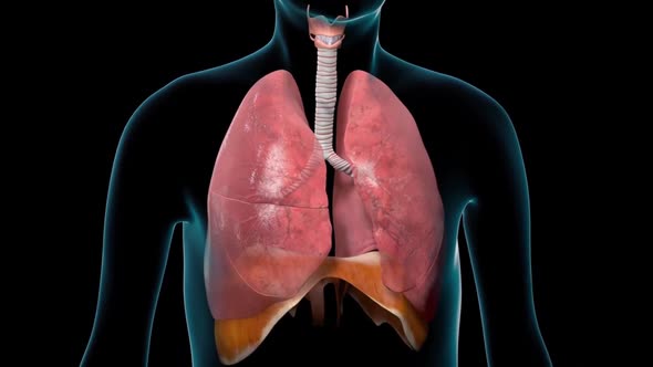 Human Respiratory System Lungs Anatomy Animation Concept. 3D