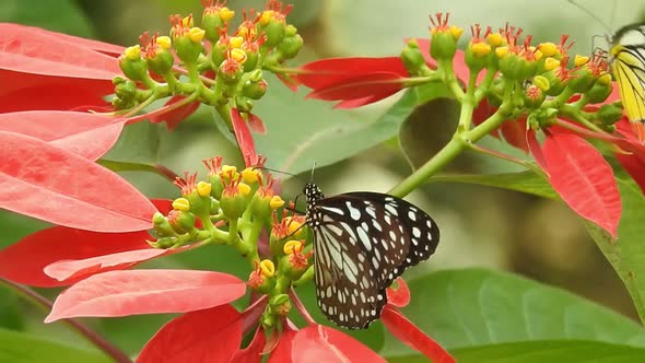 Butterfly closeup on yellow flower. Monarch Butterfly on yellow flower. Tiger Butterfly closeup view