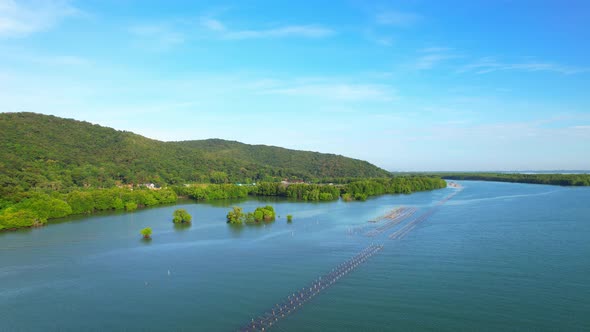 An island-shaped mangrove forest in the middle of a river mouth near the sea.