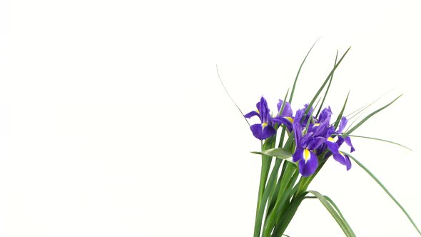 Iris Flowers on White, Rotation