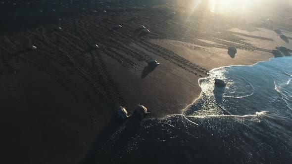 Newborn sea turtles going into sea, Costa Rica