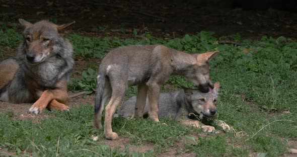 European Wolf, canis lupus, Mother and Pup, France, Real Time 4K