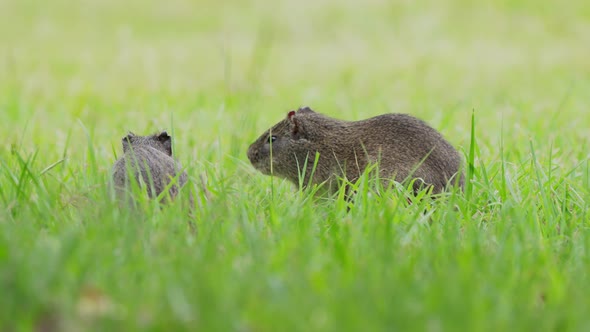 Two little brazilian guinea pig, cavia aperea munching on open grassland, one scratching its face wi