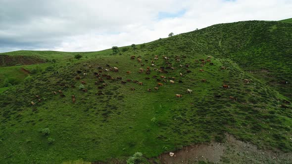 Cows Grazing On Pasture