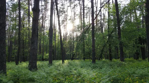 Wild Forest Landscape on a Summer Day