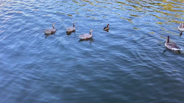 Decorative Ducks Swim in the Autumn in the Lake