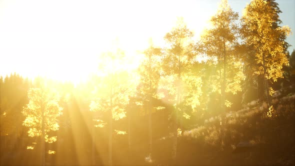 Mountain Autumn Landscape with Yellow Forest