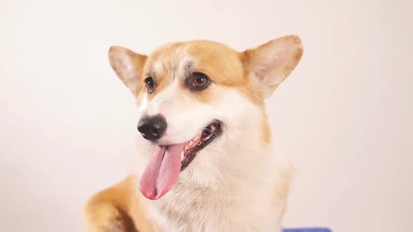 Adorable Dog Showing Its Tongue.