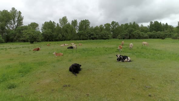 Cows are grazed on a meadow