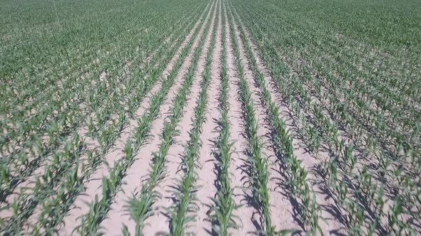 Corn field plantation aerial tilt view