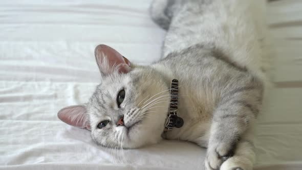 Cute Brittish Cat Lying On White Bed