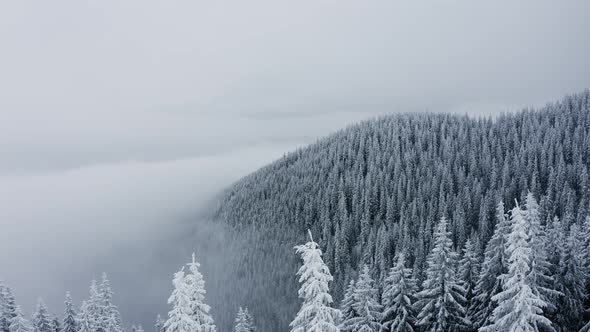 Aerial Drone View of Winter Mountain Forest, Flying above Snowy Pine Trees