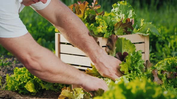 Farmer's Hands Cut the Leaves of Juicy Lettuce Harvesting