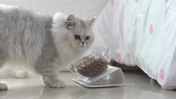 Cute Persian Cat Eating From Bowl On Floor