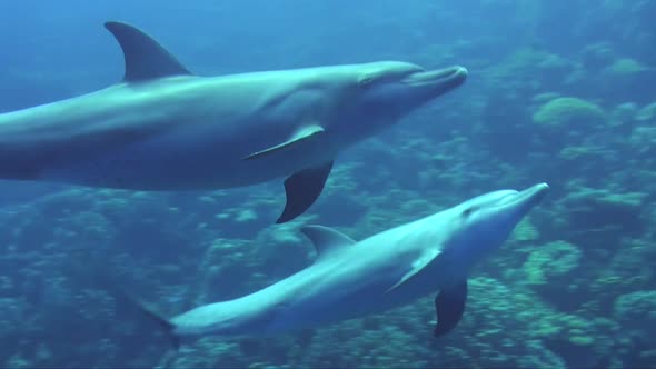 Two dolphins swimming together. Two bottlenose dolphins swimming together along a coral reef in the