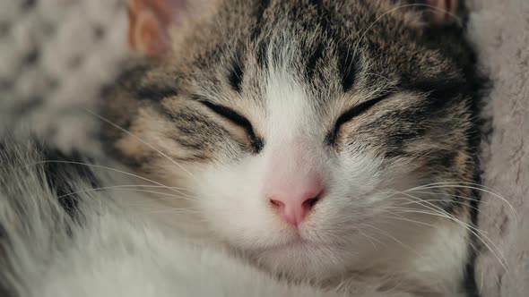 Little Tender Kitten Warmed Up in the Sun and Fell Asleep on an Old Windowsill By the Window