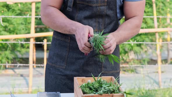 Researchers in apron carry wooden boxes and collect samples of legally grown cannabis plants