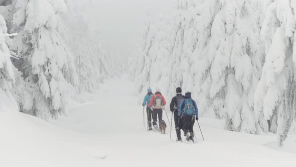 Crosscountry Skiers with a Dog Walk Down a Trail in a Snowcovered Forest Landscape in Winter