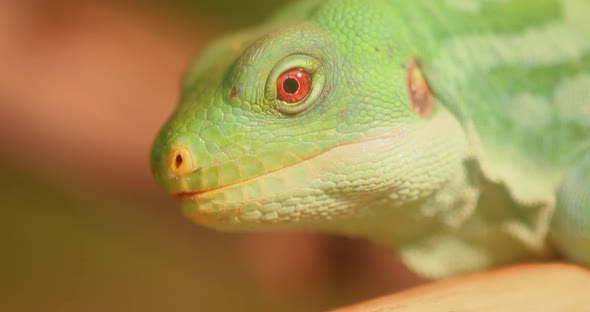 Lau Banded Iguana Brachylophus Fasciatus Is an Arboreal Species of Lizard