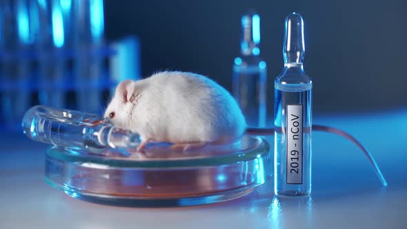 Scientists Are Testing a Coronavirus Vaccine on a White Laboratory Mouse