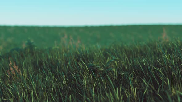 Close Up of Fresh Thick Grass in the Early Morning