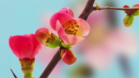 Japanese Crabapple 2