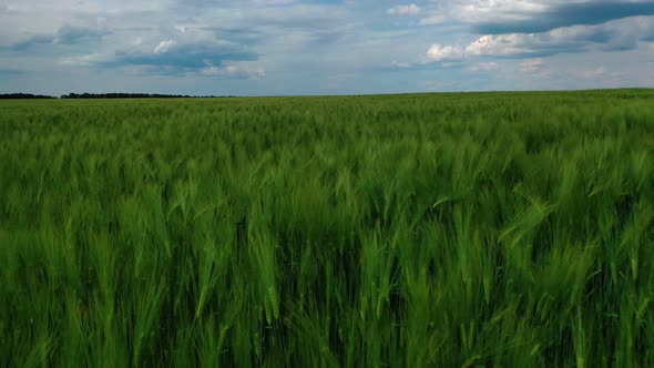 Green nature under blue sky