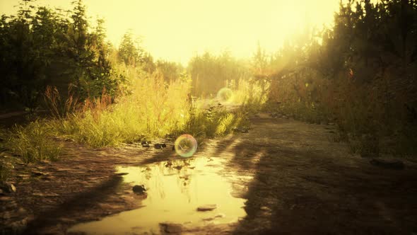 Countryside Road in Summer Morning alt