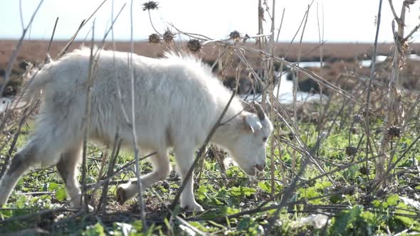 Walking and Grazing Goat