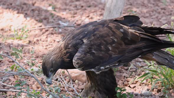 Golden Eagle standing on branch trying to break it