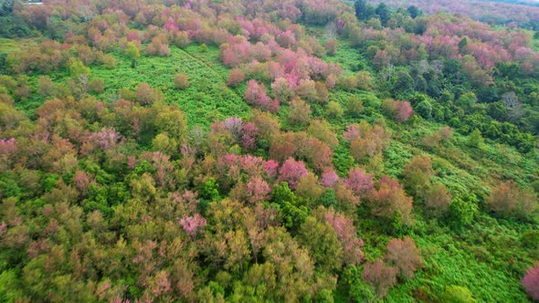 Drone fly over Wild Himalayan Cherry Blossom (Prunus cerasoides)