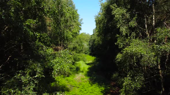 Shot of empty space between dense green forest trees on summer forest in norfolk, UK at daytime.