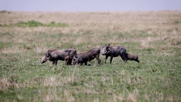 Warthog Family In Kenya Africa