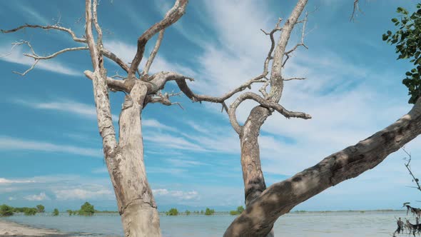 Gimbal Steadicam Shot of a Dry Dead Tree with Abstract Branches Against a Blue Sky